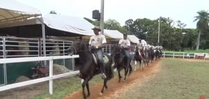 Programa Mangalarga Marchador TV de 14 de março de 2019
