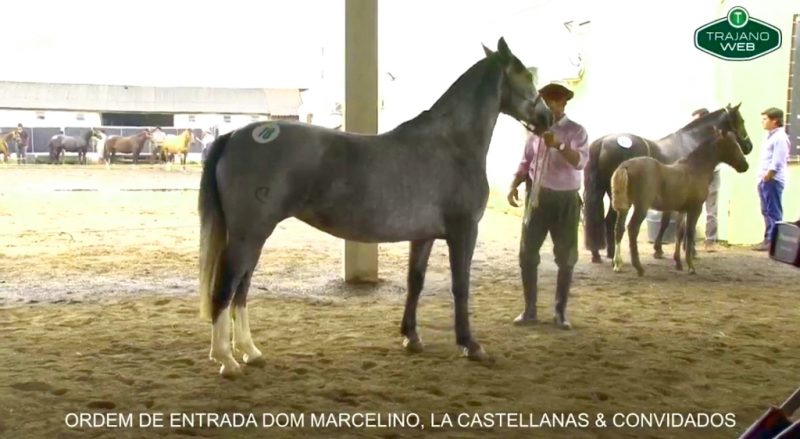 Transmissão Ordem de Entrada