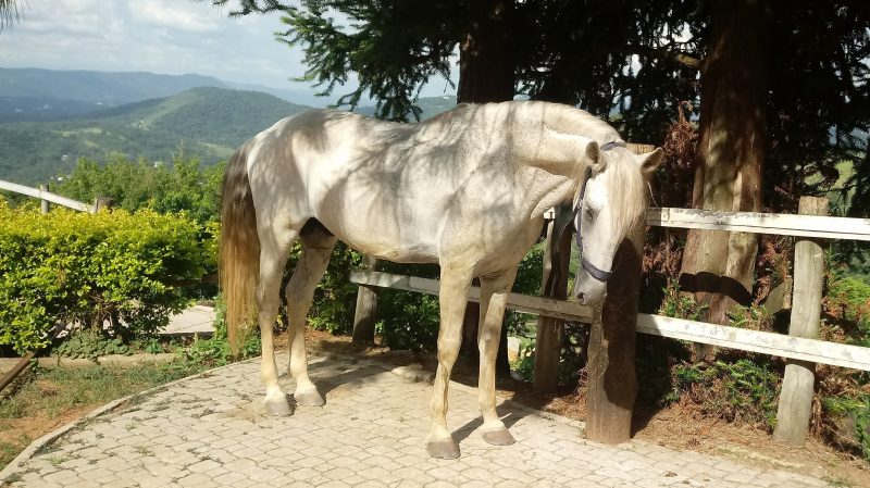 Vergano Marumby TMV