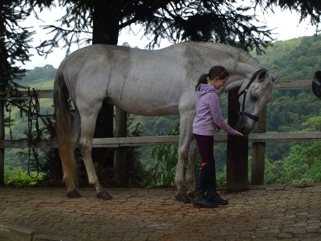 Emoções do cavalo, crenças humanas e como elas conduzem os cuidados