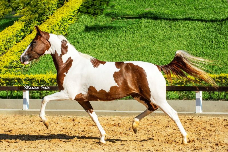 Fronteira do PEC: um dos destaques do 11º Leilão Celebridades, adquirida por Nilson Antunes de Souza, do Haras Pedrina, de Guaraçaí (SP) (Foto: Marisa Iório)
