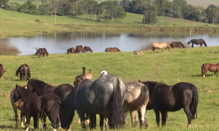 Programa Cavalo Crioulo Sem Fronteiras do dia 18 de maio de 2019