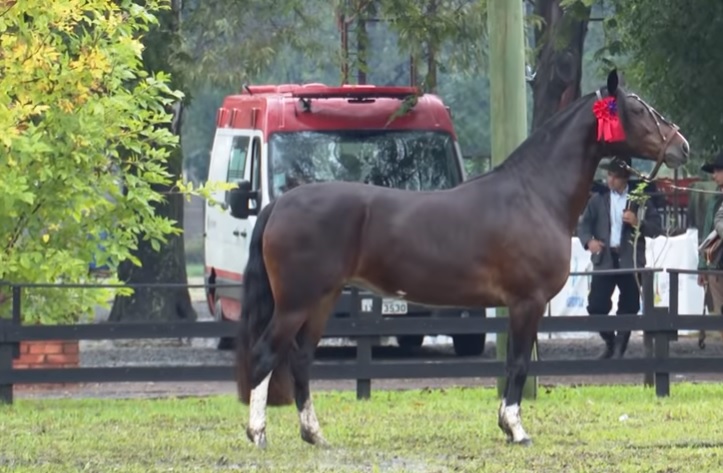Programa Cavalo Crioulo sem Fronteiras 4 de maio de 2019