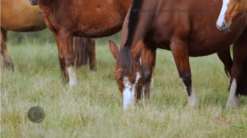 Programa Cavalos Crioulos de 12-05-2019