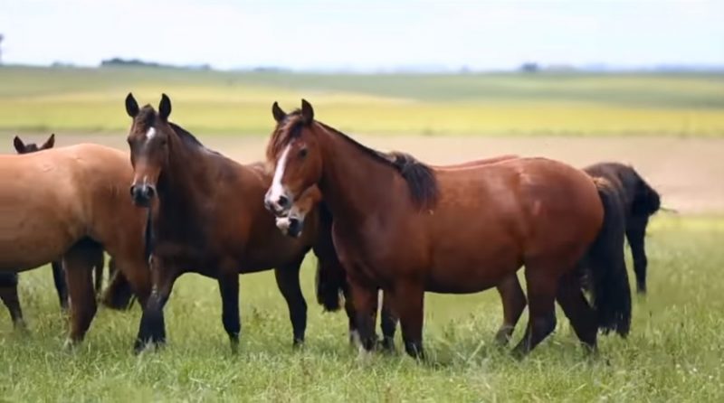 Programa Cavalos Crioulos de 5-5-2019