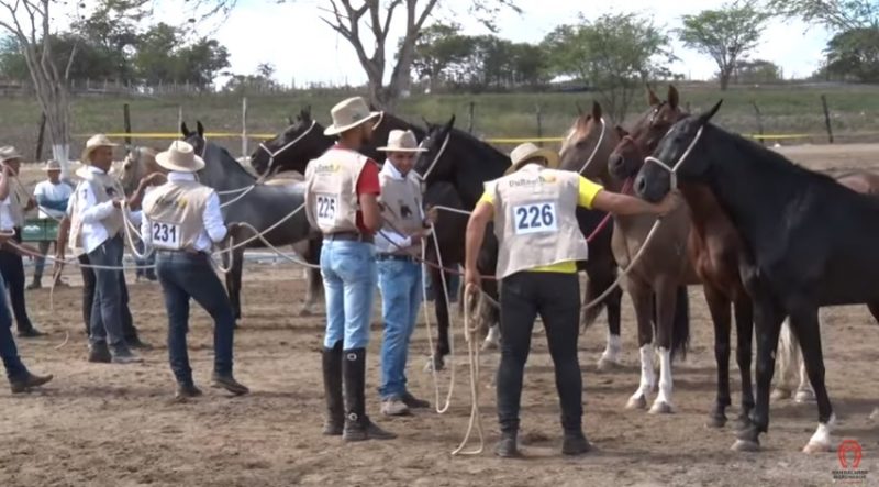 Programa Mangalarga Marchador 508