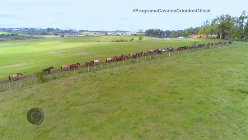 Programa Cavalos Crioulos de 09-06-2019