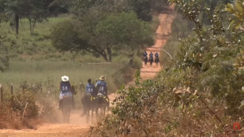 Programa Cavalo Mangalarga Marchador 505