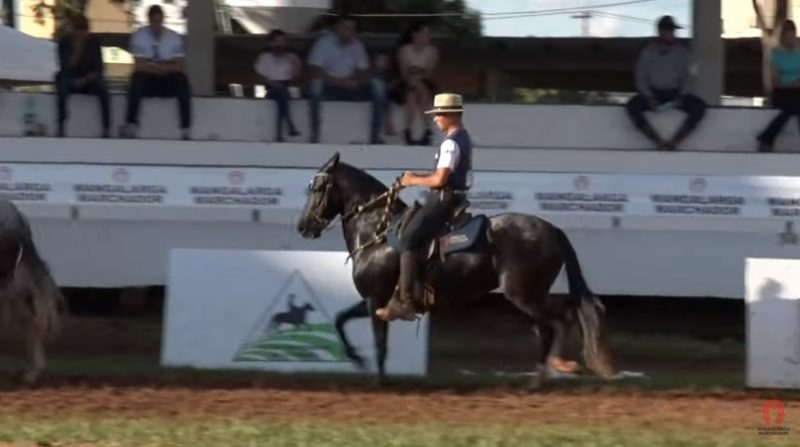 Programa Mangalarga Marchador 506