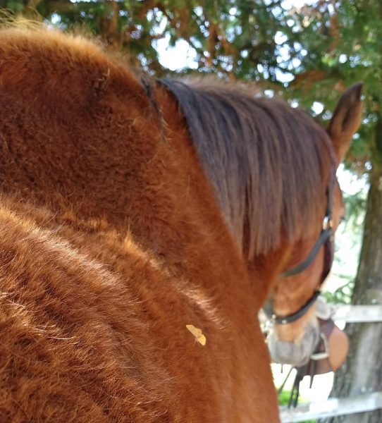 Cavalo Idoso