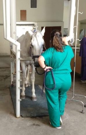 Médico Veterinário