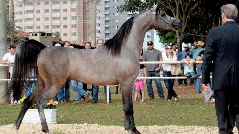 Indaiatuba sedia exposição nacional de cavalos árabes