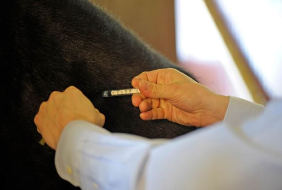 Influenza Equina Vacinando para Proteção Ótima