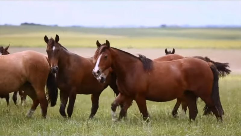 Programa Cavalos Crioulos de 30-06-2019