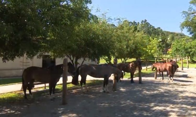 Programa Cavalo Crioulo sem Fronteiras do dia 06 de julho