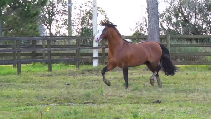 Programa Cavalos Crioulos de 07-07-2019