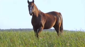 Programa Cavalos Crioulos de 28-07-2019