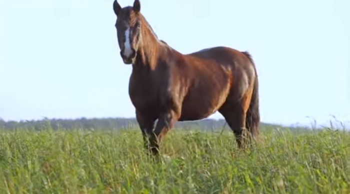 Programa Cavalos Crioulos de 28-07-2019