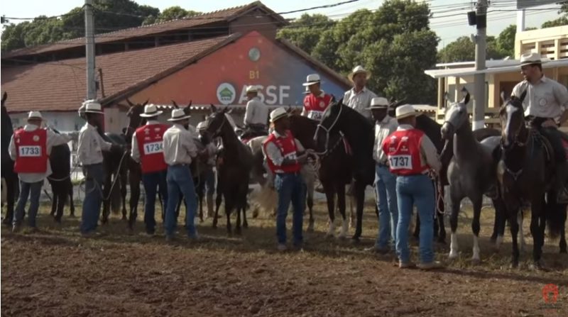 Programa Mangalarga Marchador 512