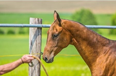 Quando os métodos de treinamento de cavalo cruzam a linha de aceito para abusivo
