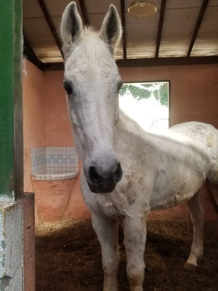 Bessame muccho - Cavalo para enduro/CCE/salto, à venda