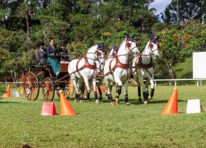 Carol Borja conduz quadra de Lusitanos em prova de Maneabilidade, foto (Heleno Photoequestre)