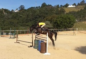Carthiane do Araucária, Haras Funchal, a venda