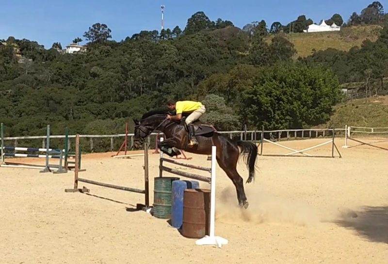 Carthiane do Araucária, Haras Funchal, a venda