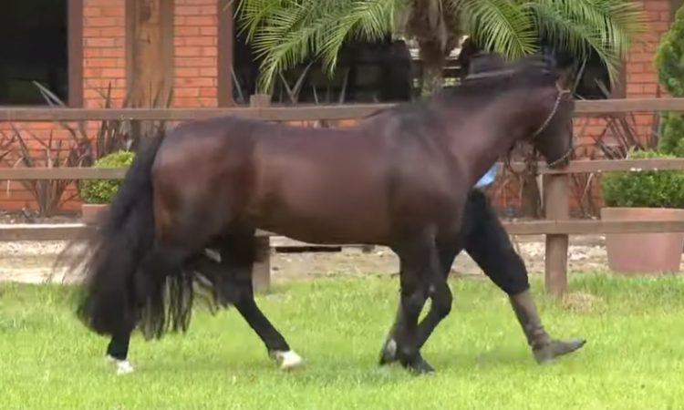 Cavalo Crioulo sem Fronteiras do dia 03 de agosto