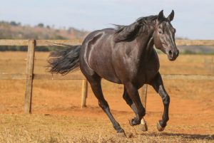 Cavalo quarto de Milha - crédito Fernando Ulhoa