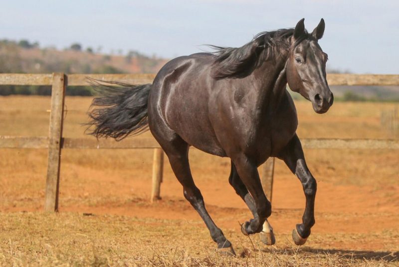Cavalo quarto de Milha - crédito Fernando Ulhoa