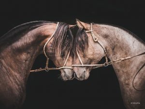 Fagner Almeida levará o Cavalo Crioulo para mostra no famoso museu parisiense no mês de outubro