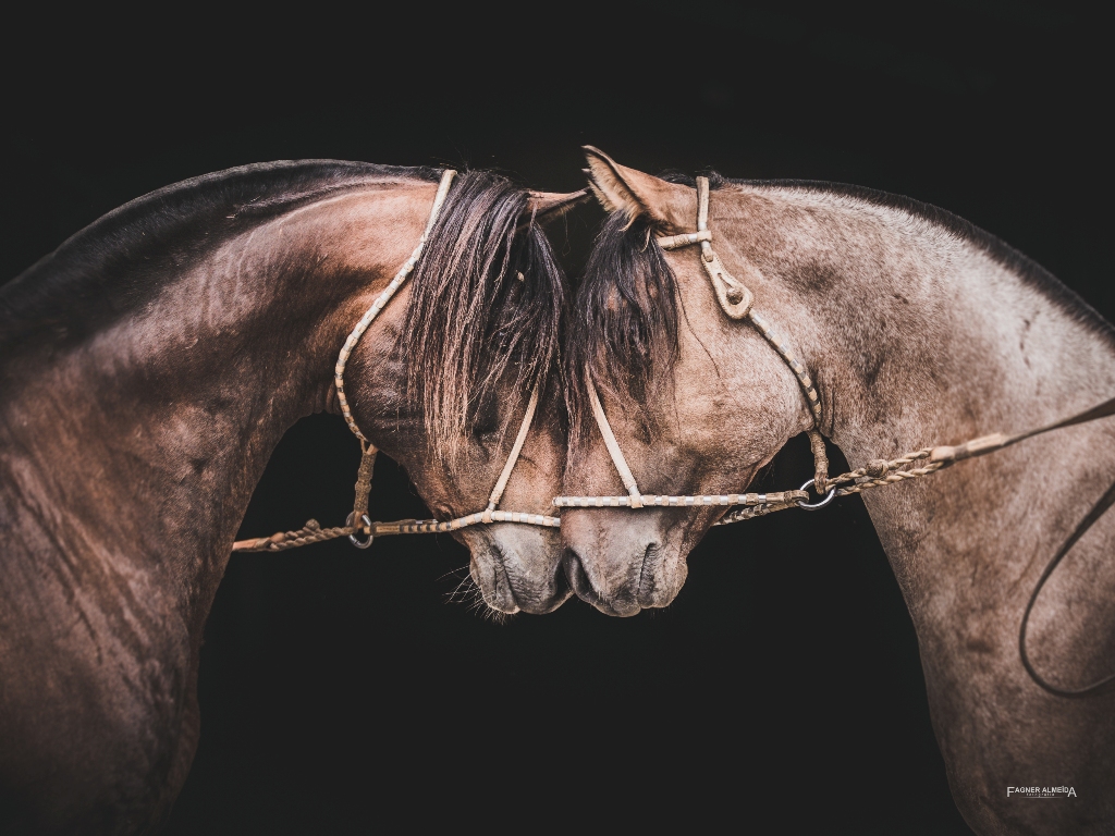 Fagner Almeida levará o Cavalo Crioulo para mostra no famoso museu parisiense no mês de outubro