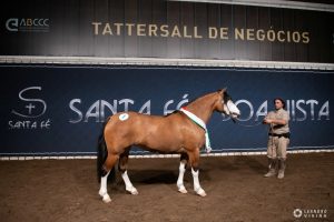 Leilão Boa Vista e Santa Fé - Crédito Leandro Vieira