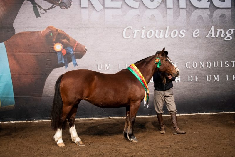 Leilão Reconquista - Crédito Leandro Vieira
