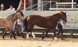Programa Cavalo Crioulo sem Fronteiras do dia 17 de agosto