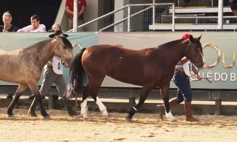 Programa Cavalo Crioulo sem Fronteiras do dia 17 de agosto