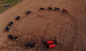 Programa Cavalo Crioulo sem Fronteiras do dia 24 de agosto