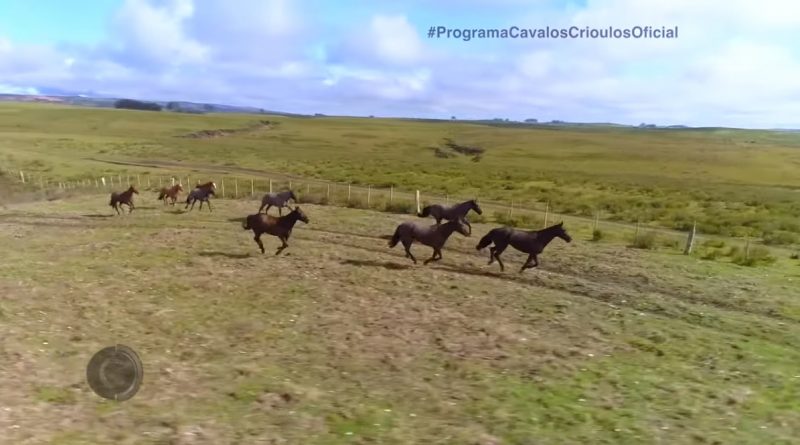 Programa Cavalos Crioulos 11 de agosto