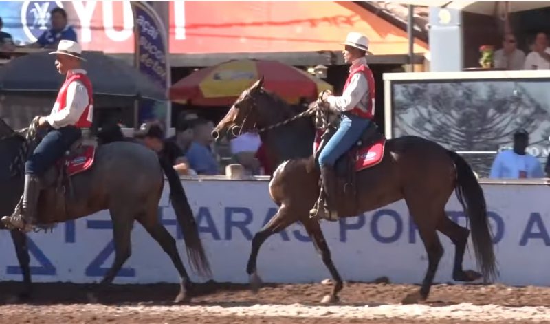 Programa Mangalarga Marchador 517