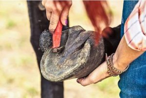 Cavalo sem ferradura