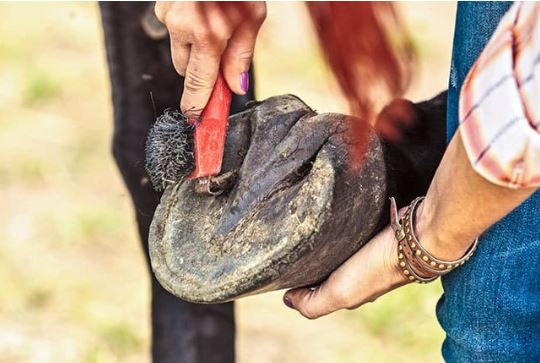Cavalo sem ferradura