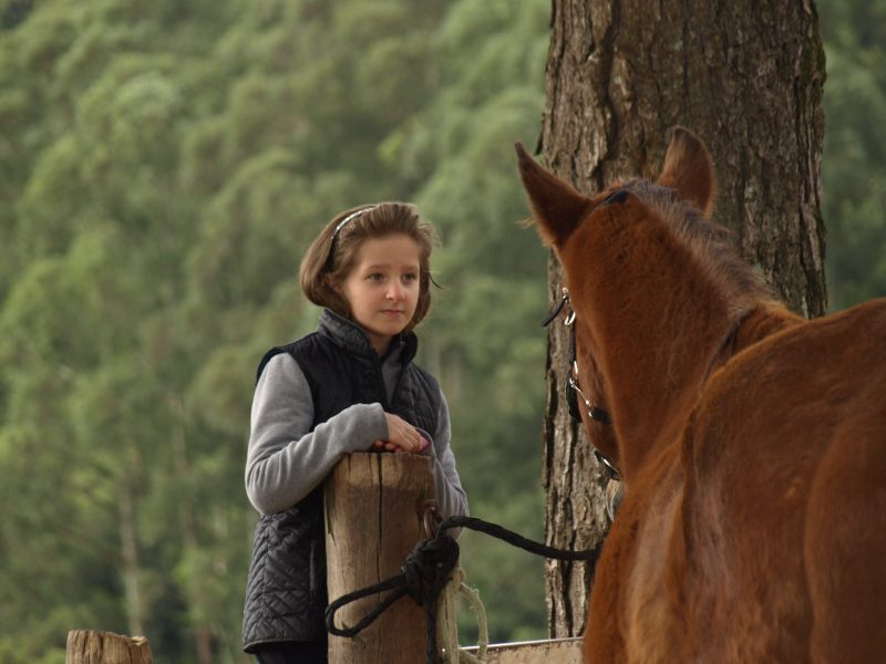 Domínio nos relacionamentos homem-cavalo