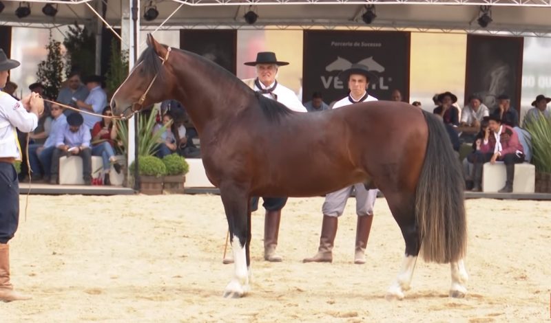 Programa Cavalo Crioulo sem Fronteiras do dia 14 de setembro