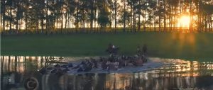Programa Cavalos Crioulos 09 de set 2019