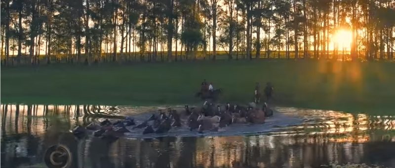 Programa Cavalos Crioulos 09 de set 2019