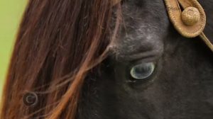 Programa Cavalos Crioulos Oficial de 15-09-2019