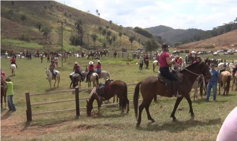 Programa Mangalarga Marchador TV 519