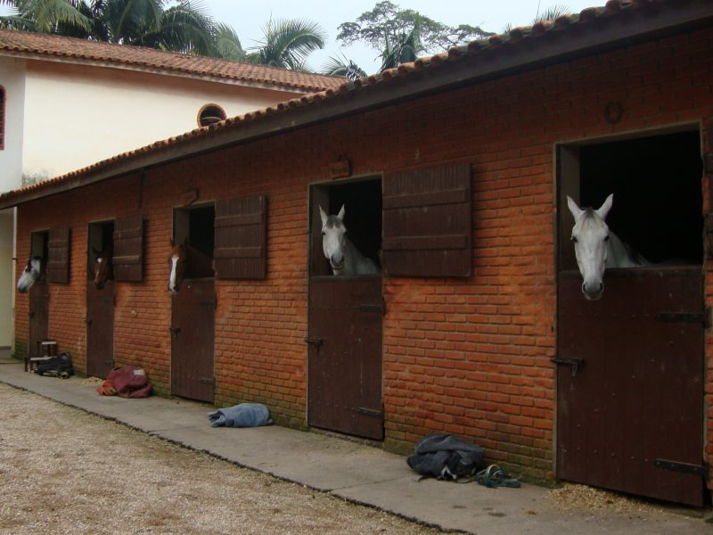 Cavalos em baias