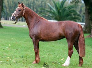 Generosa dos Castanheiros TE - Crédito JG Martini